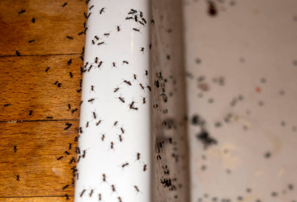 Best Pest Removal Services  in Louise, TX