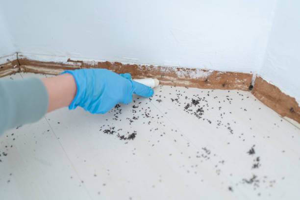 Trusted Louise, TX Pest Control Experts