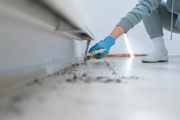 Wasp Removal Services in Louise, TX